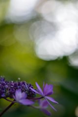 ムラサキの紫陽花
