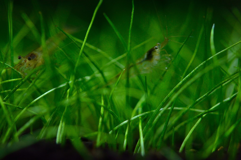 芝生で遊ぶエビ