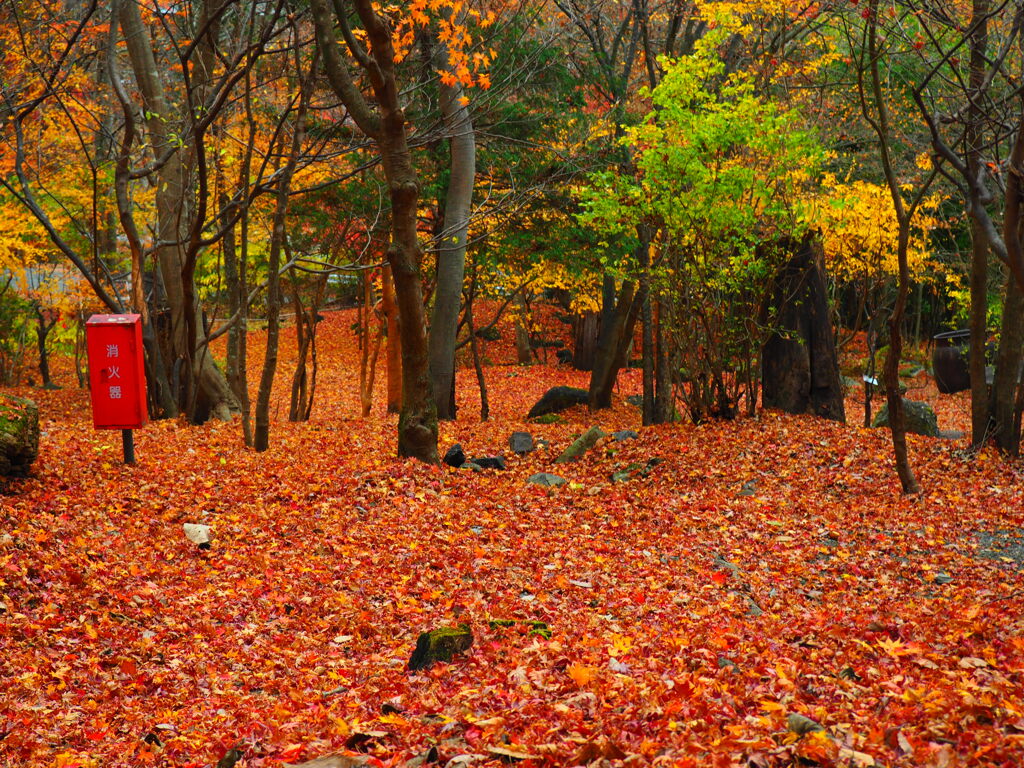 紅葉狩り　その２