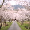 桜色につつまれて参拝