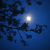 月夜の桜