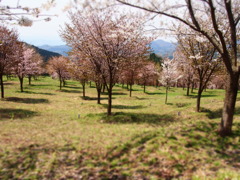 桜峠