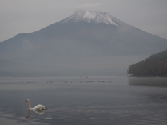 白鳥の湖