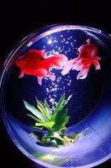 アートアクアリウムの金魚