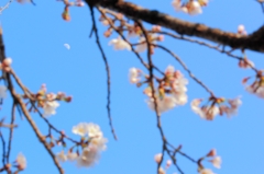つきとさくら