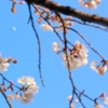 つきとさくら