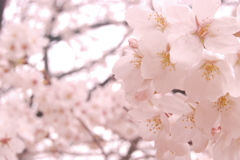 桜２
