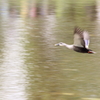 13-04-29_昭和記念公園_0112