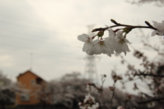 13-03-23_根川緑地_0006