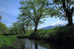 忍野からの富士