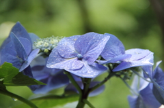 雨の紫陽花 (4)