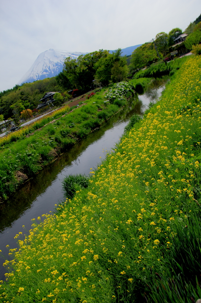 菜の花咲く小川