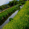菜の花咲く小川