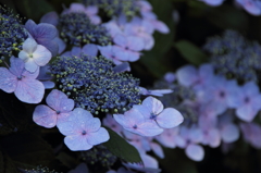 雨の紫陽花