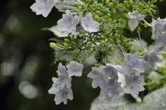 雨の紫陽花 (3)