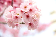 13-03-24_東大和桜ケ丘_0035