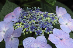 雨の紫陽花 (2)