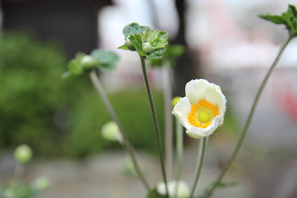 けなげな花