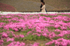 芝桜デート