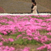 芝桜デート