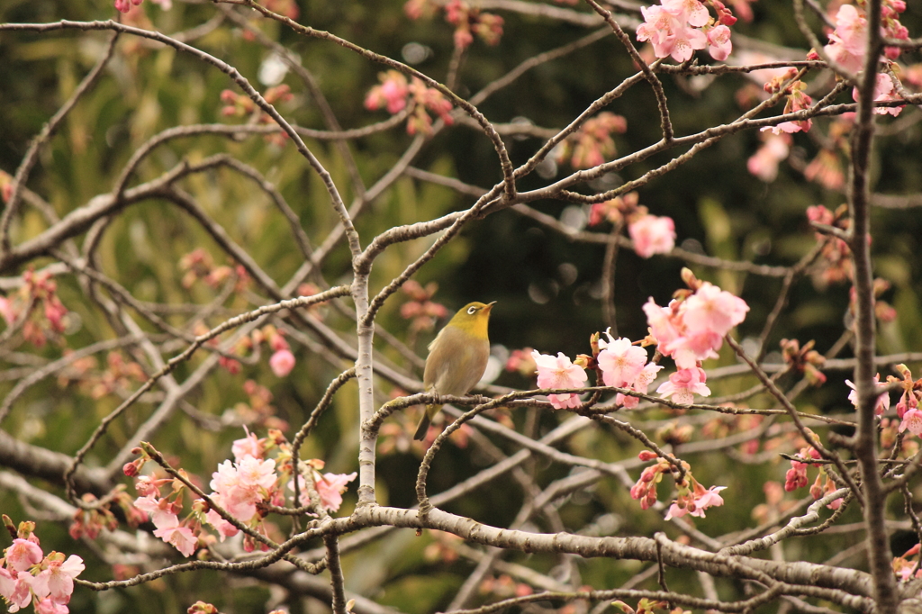 春近し