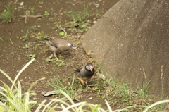 お散歩の途中で出会った鳥