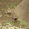 お散歩の途中で出会った鳥