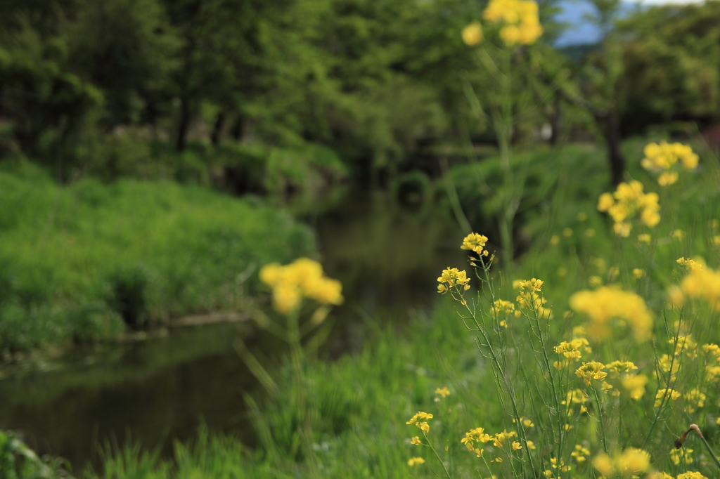 菜の花咲く小川Ⅱ