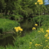 菜の花咲く小川Ⅱ
