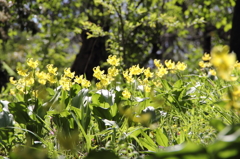 13-04-13_城山かたくりの里_0015