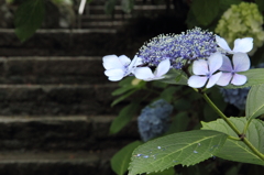 雨の紫陽花 (5)