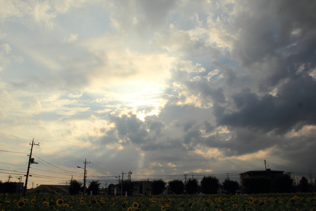 夕暮れを迎えたひまわりガーデン