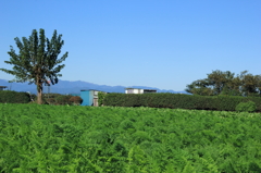 高原のようですがここは東京です。