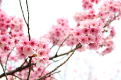 13-03-24_東大和桜ケ丘_0037