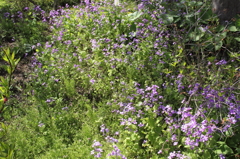 13-04-13_城山かたくりの里_0038