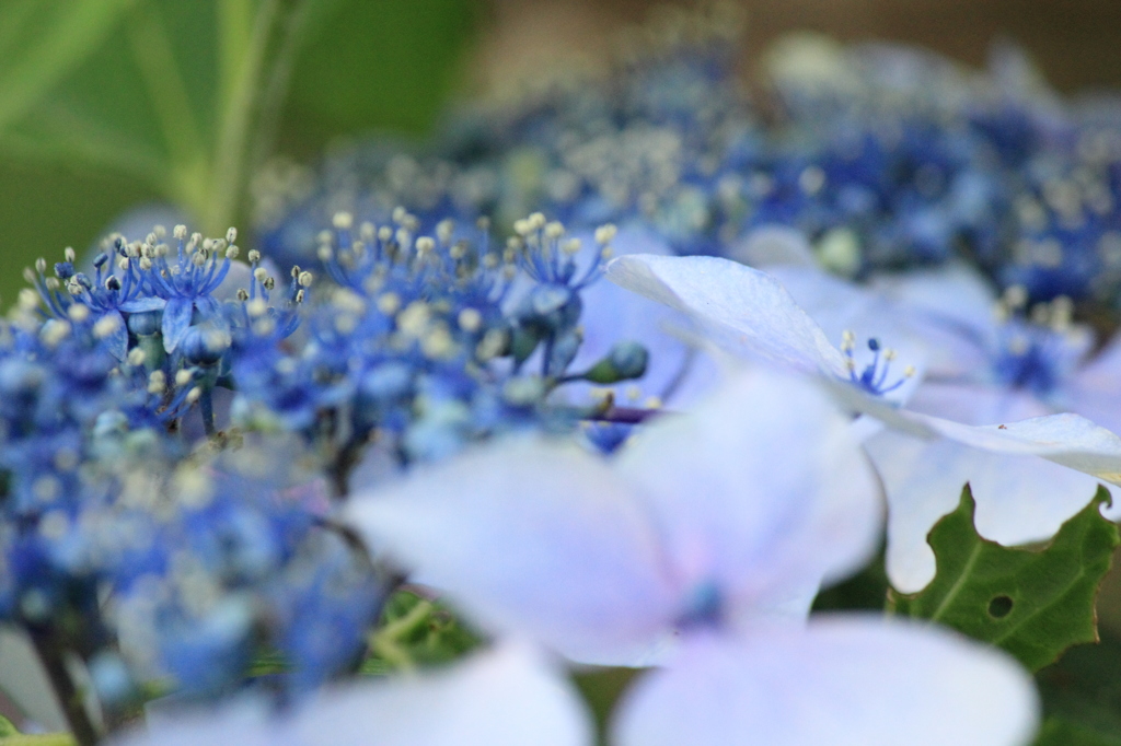 紫陽花