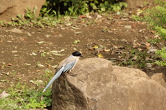 お散歩の途中で出会った鳥 (3)