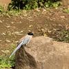 お散歩の途中で出会った鳥 (3)