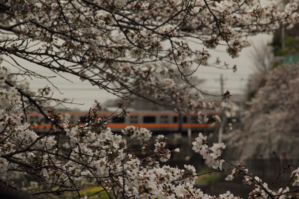 13-03-23_根川緑地_0060