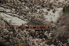 13-03-23_根川緑地_0060