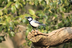 野鳥の森