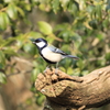 野鳥の森