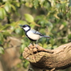 野鳥の森