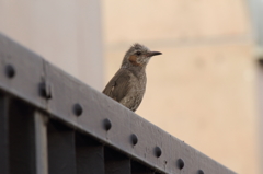 お散歩の途中で出会った鳥 (2)