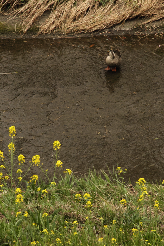 13-03-23_根川緑地_0024