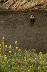 13-03-23_根川緑地_0024