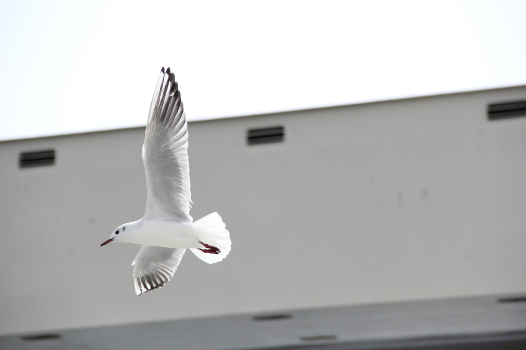 13-03-20_両国＿浅草_0097