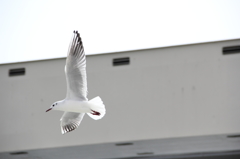 13-03-20_両国＿浅草_0097