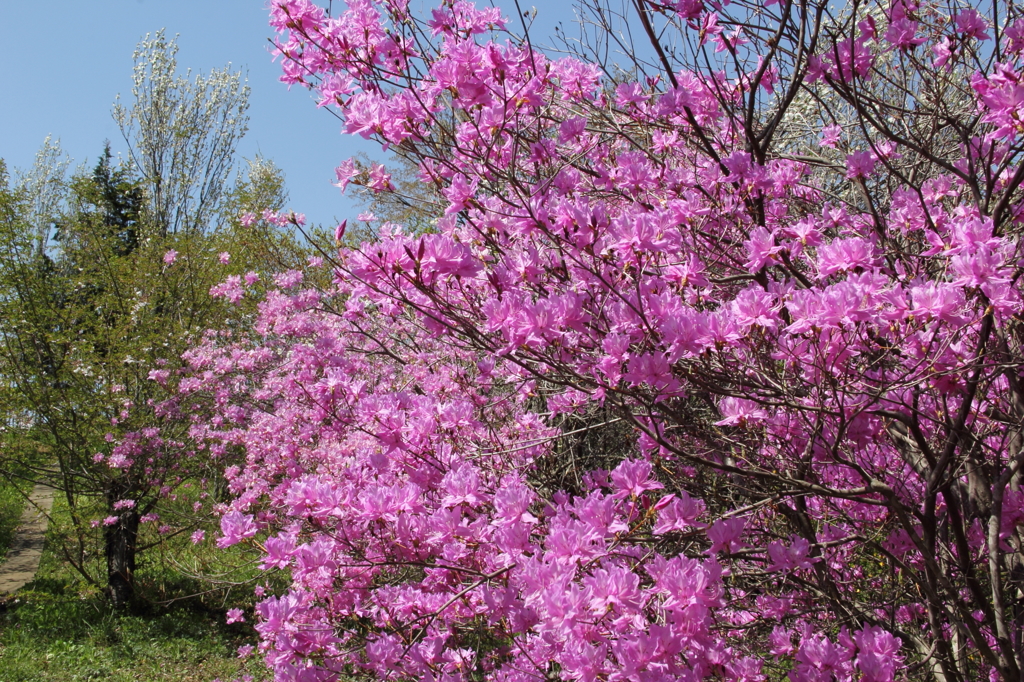 13-04-13_城山かたくりの里_0027