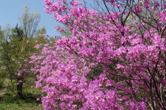 13-04-13_城山かたくりの里_0027